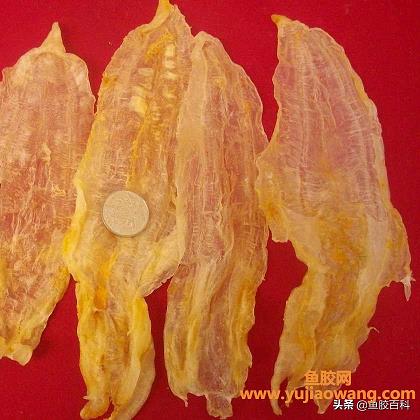 干魚肚泡發的正確方法